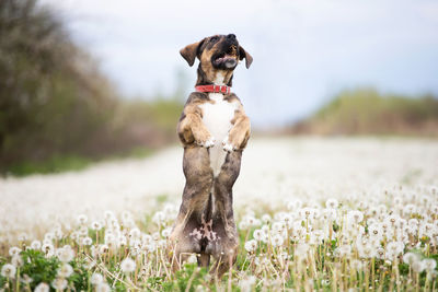 Dog looking away on field