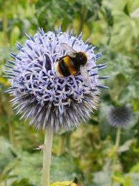 Close-up of bee on purple flower