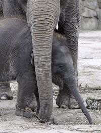 Close-up of elephant