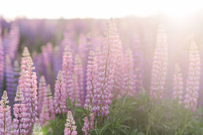 Close-up of purple flowering plants on field