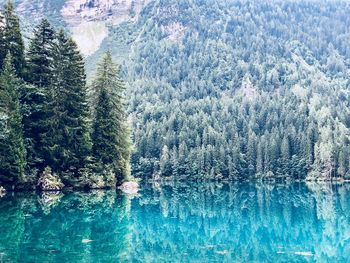 View of pine trees in forest