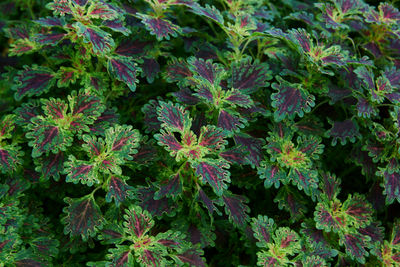 plant