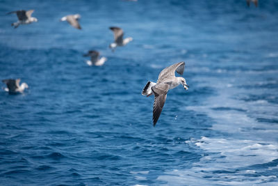 Seagulls flying over sea