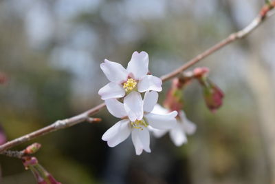 Close-up of white cherry blossom tree