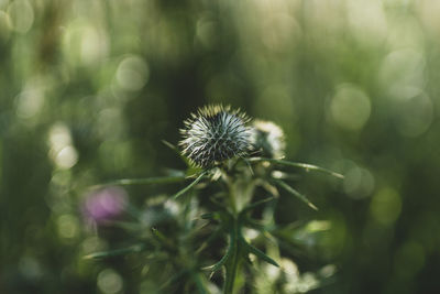 Close-up of dandelion against blurred background