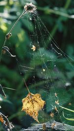 Close-up of spider on web