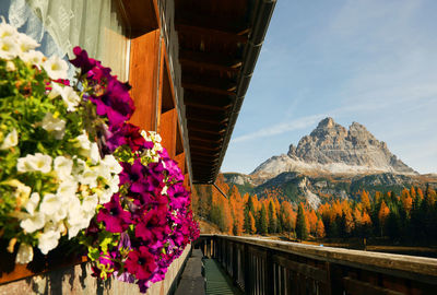 View of flowering plants against mountain