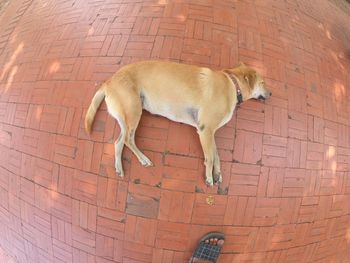 High angle view of dog sleeping on brick wall