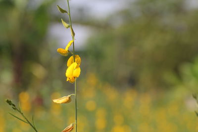 Close-up of yellow flowering plant