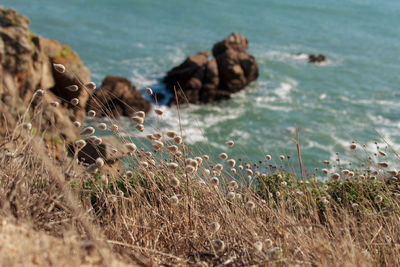 View of dry grass on the ocean coast