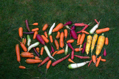 High angle view of carrots and radishes on grassy field