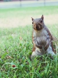 Squirrel on a field