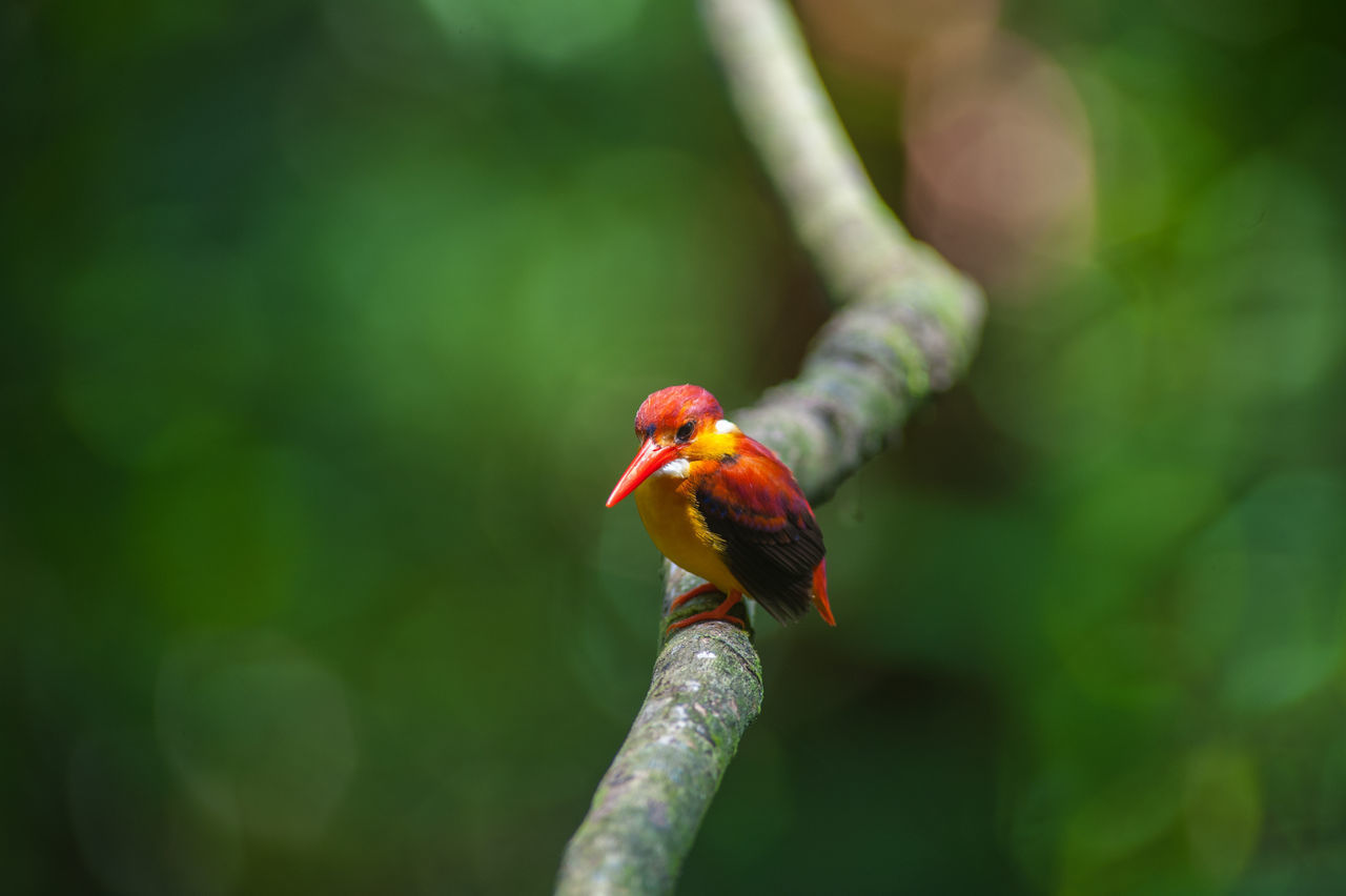 CLOSE-UP OF BIRD PERCHING ON LEAF