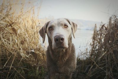 Portrait of dog at lakeshore