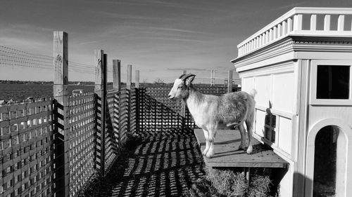 Horse standing in front of building against sky