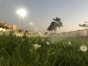 Palm trees on field against clear sky