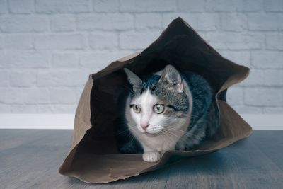 Portrait of a tabby cat in a paper bag. 