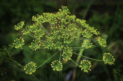 Close-up of flowering plant