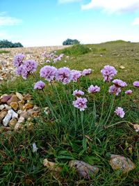 Close-up of flowers blooming on field