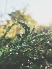 Close-up of fresh green plant