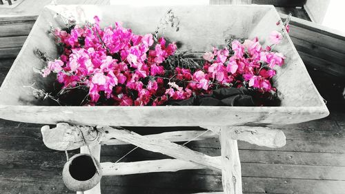 Close-up of pink flowers