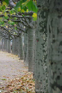 Close-up of tree during autumn