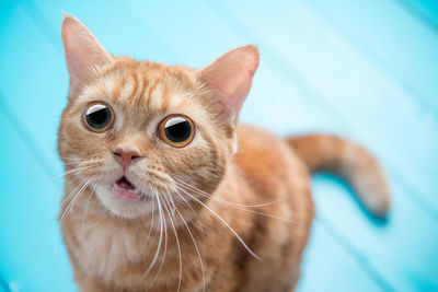 Close-up portrait of a cat