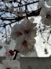 Close-up of apple blossoms in spring