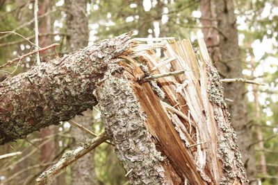 Close-up of lichen on tree trunk in forest