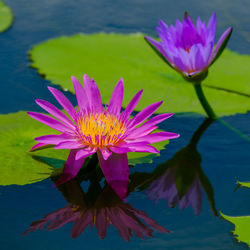 Close-up of lotus water lily in lake