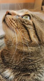Close-up of a cat with eyes closed