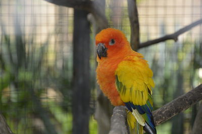 animal themes