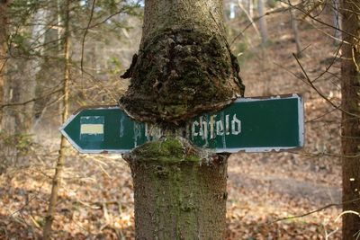 Information sign on tree trunk