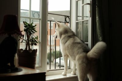 Cat looking through window at home
