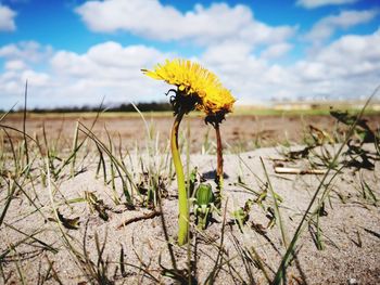 Close-up of yellow flowering plant on field