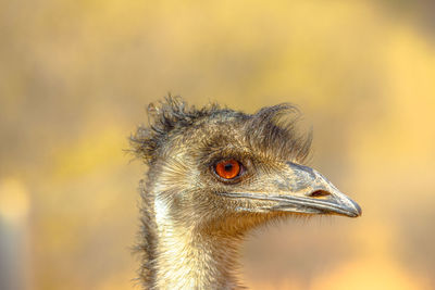 Close-up of a bird looking away