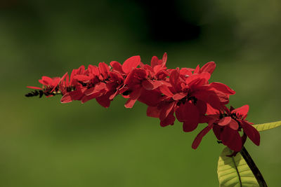 Close-up of red flowering plant