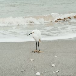 Seagull perching on a beach