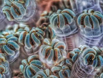 Close-up of coral in sea