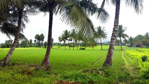 Trees growing on grassy field