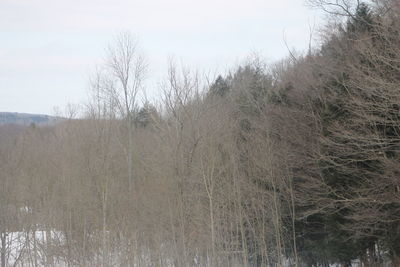 Trees on field