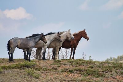 Horses in a field