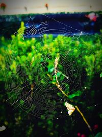 Close-up of spider on web