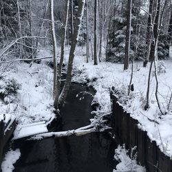 Snow covered land by trees in forest