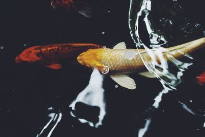 Close-up of koi fish in sea