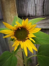 Close-up of yellow flower against blurred background