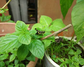 Close-up of insect on potted plant