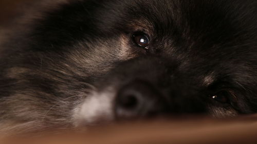 Close-up portrait of dog