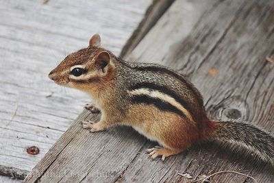 High angle view of chipmunk on wood