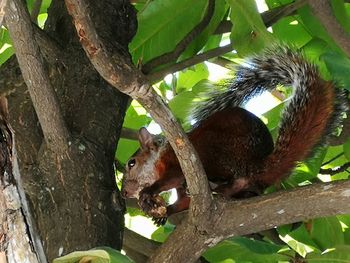 Squirrel on tree trunk